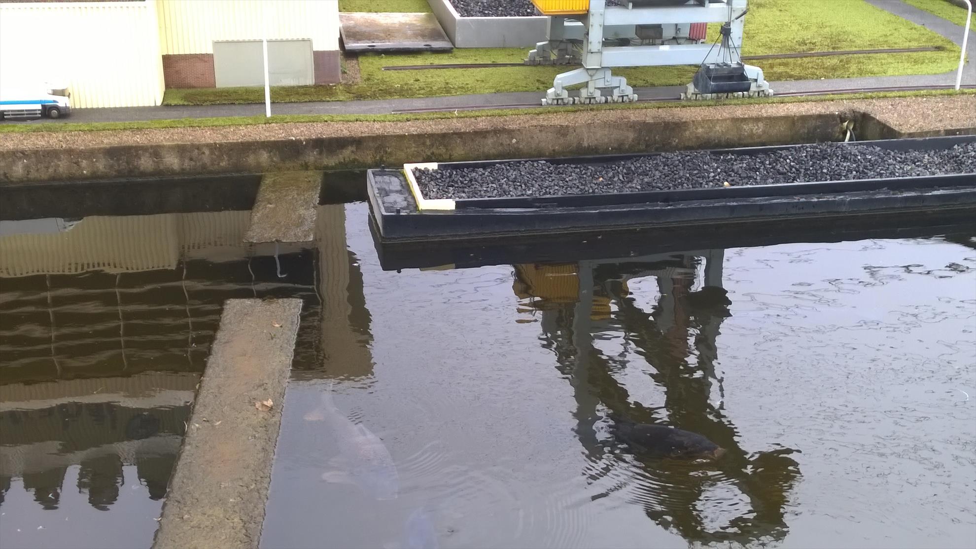 Crapi mutanti - wp20141029245.jpg